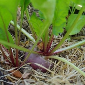 Graines Betterave rouge Di Chioggia bio - Graines del pais