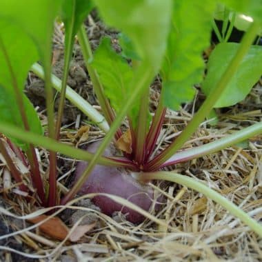 Comment savoir quand récolter les betteraves ? - Jardin au Naturel