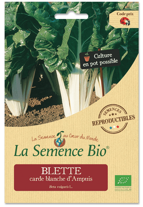 Graines Blette carde blanche d’Ampuis bio – La semence bio