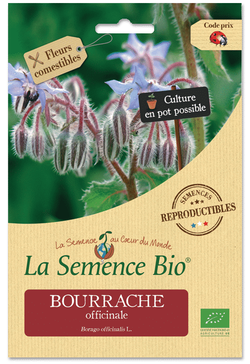 Graines Bourrache officinale bio – La semence bio 1