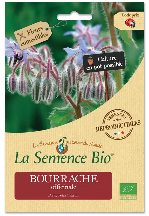 Graines Bourrache officinale bio – La semence bio 1