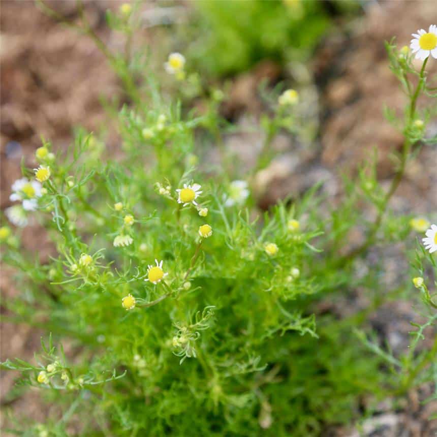 Graines Camomille matriciaire bio – Ferme de Sainte Marthe