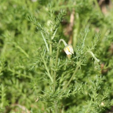 Graines Camomille Romaine non traitée - Ferme de Sainte Marthe