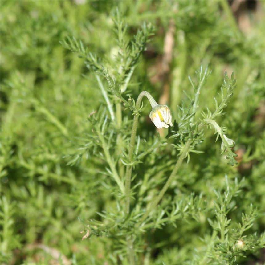 Graines Camomille Romaine non traitée – Ferme de Sainte Marthe