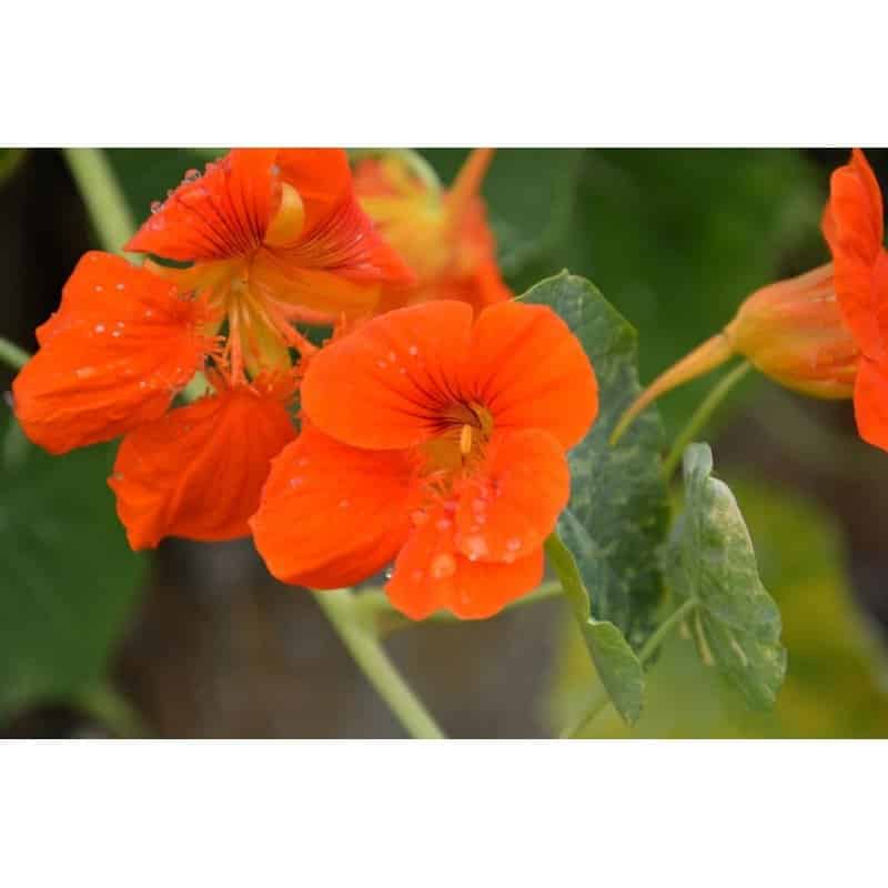 Geranium or Capucine??