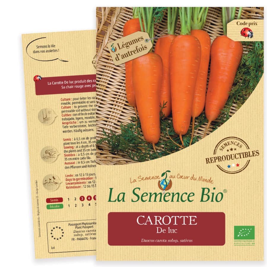 250 Graines De Carotte Longue Rouge Sang - Variété Ancienne, Semences Paysannes Reproductibles, Potager, SemiSauvage