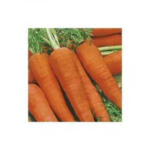 Graines Carotte Dolciva bio - Les Semailles