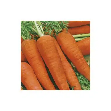Graines Carotte Dolciva bio - Les Semailles