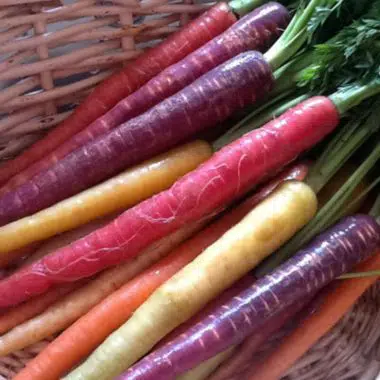 Graines Carotte en mélange arc en ciel bio - Kokopelli