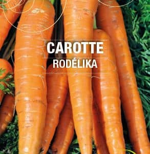 Graines Carotte Rodélika bio - Essembio