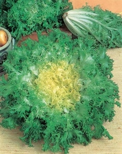 Graines Chicorée frisée de Ruffec bio – Graines del pais