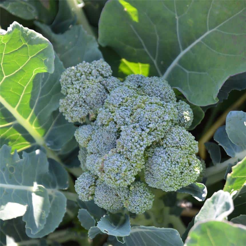 Graines Chou Brocoli vert Calabrese Natalino bio – Ferme de Sainte Marthe