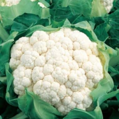 Graines Chou fleur géant de Naples hatif bio - Kokopelli
