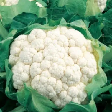 Graines Chou fleur géant de Naples hatif bio - Kokopelli
