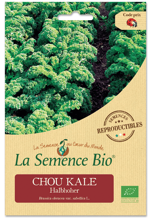 Graines Chou Kale Halbhoher Bio – La semence bio