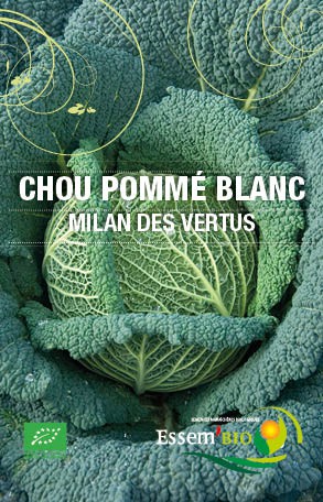 Graines Chou pommé Milan des Vertus bio – Essembio