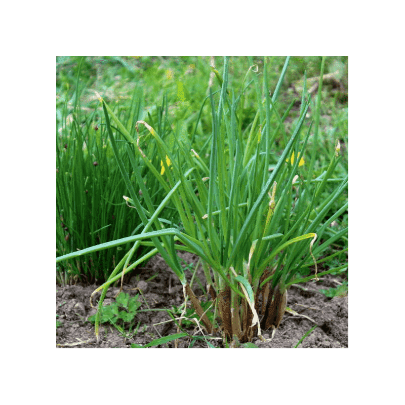 Graines Ciboule bio – Les Semailles