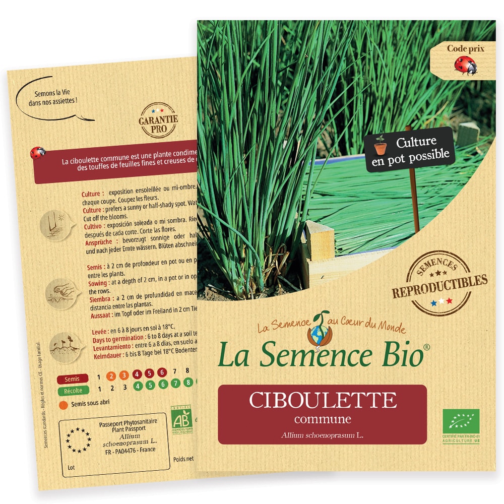 Graines Ciboulette commune bio – La semence bio 1