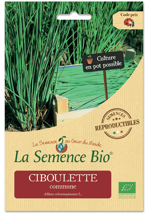 Graines Ciboulette commune bio – La semence bio