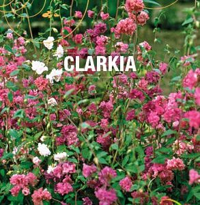 Graines Clarkia bio - Essembio