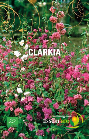 Graines Clarkia bio – Essembio