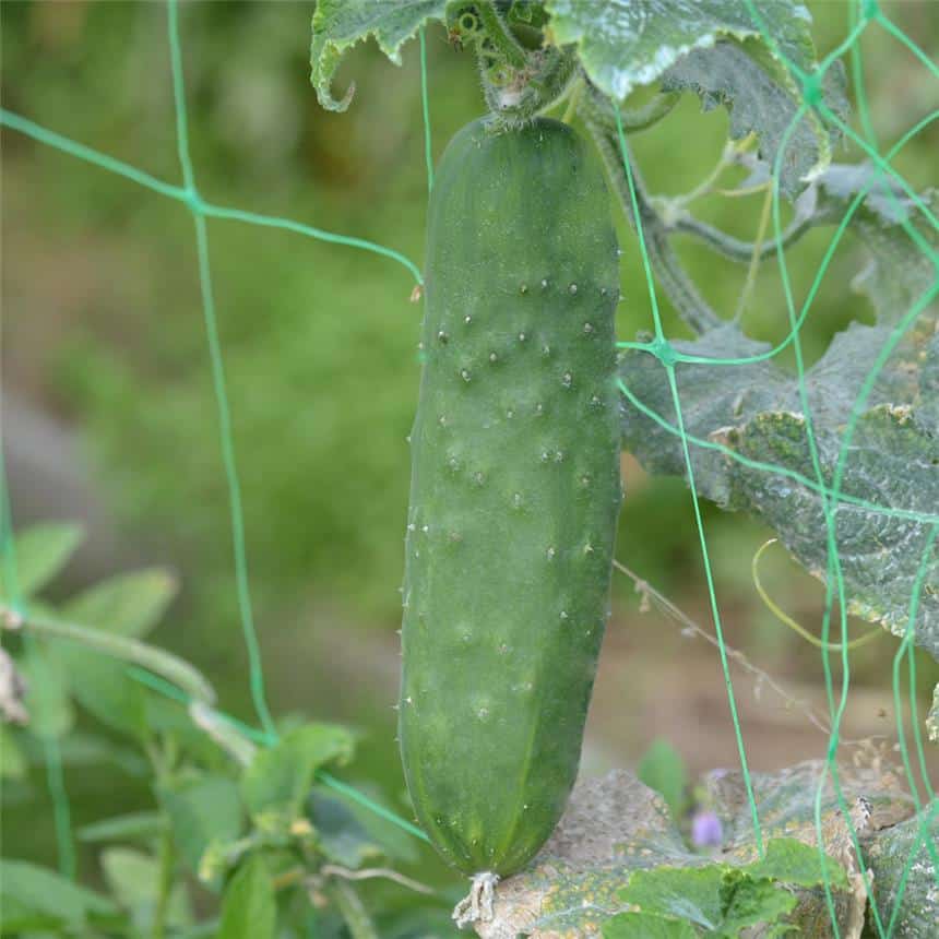 Graines Concombre Le Généreux bio – Ferme de Sainte Marthe