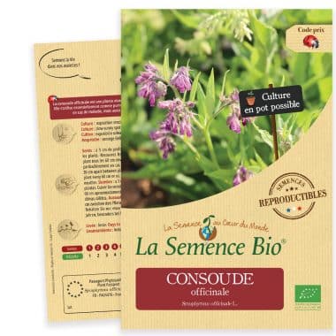 Graines Consoude officinale bio - La semence bio 1