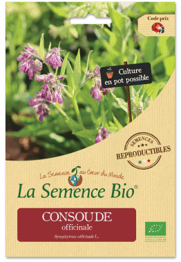 Graines Consoude officinale bio - La semence bio