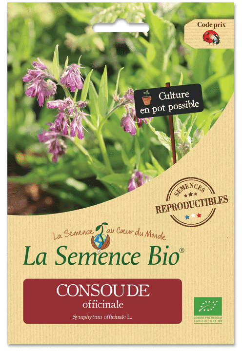 Graines Consoude officinale bio – La semence bio