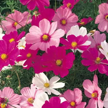 Graines Cosmos en mélange bio - Kokopelli