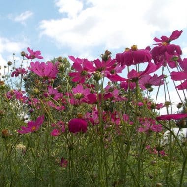 Graines Cosmos fushia bio - Graines del pais 1