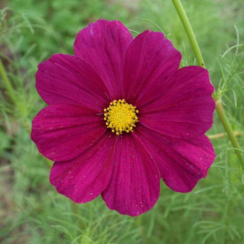 Graines Cosmos fushia bio - Graines del pais - Terre Vivante