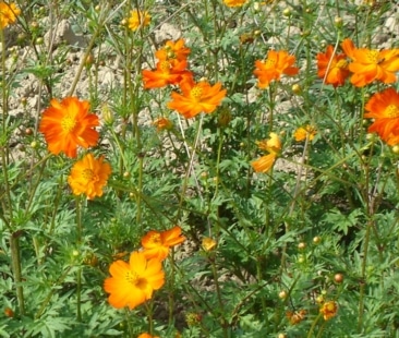 Graines Cosmos sulfureux orange bio - Graines del pais - Terre Vivante