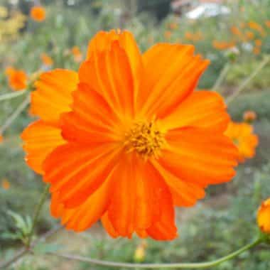 Graines Cosmos sulfureux orange bio - Graines del pais