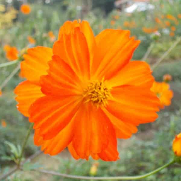 Graines Cosmos sulfureux orange bio – Graines del pais