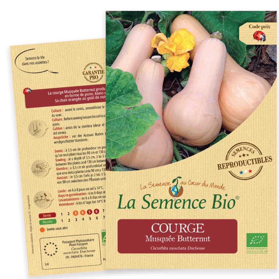 Graines Courge musquée Butternut Bio - La semence bio 1