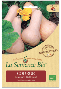 Graines Courge musquée Butternut Bio - La semence bio