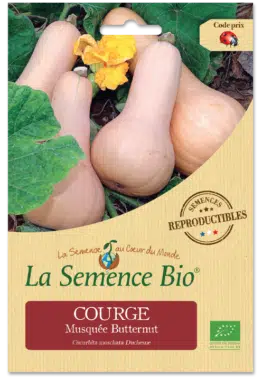 Graines Courge musquée Butternut Bio - La semence bio