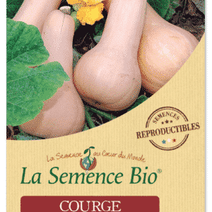 Graines Courge musquée Butternut Bio - La semence bio