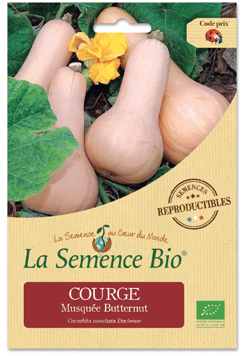 Graines Courge musquée Butternut Bio – La semence bio