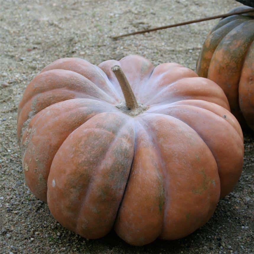 Graines Courge Musquée Muscade bio – Ferme de Sainte Marthe 1