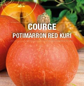 Graines Courge Potimarron Red Kury bio - Essembio