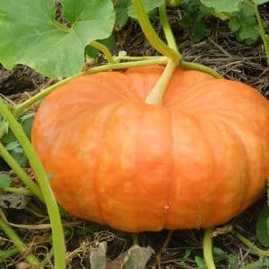 Graines Courge rouge vif d'Etampes bio - Graines del pais