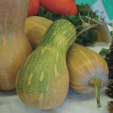 Graines Courge sucrine du Berry bio - Kokopelli