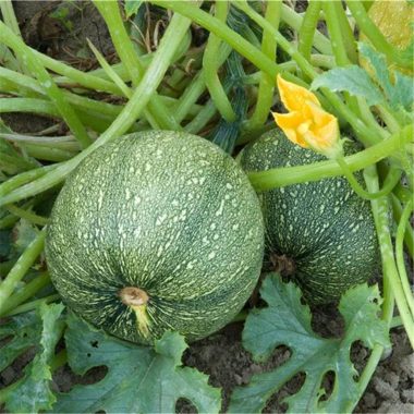 Graines Courgette de Nice à fruit rond bio - Ferme de Sainte Marthe 2