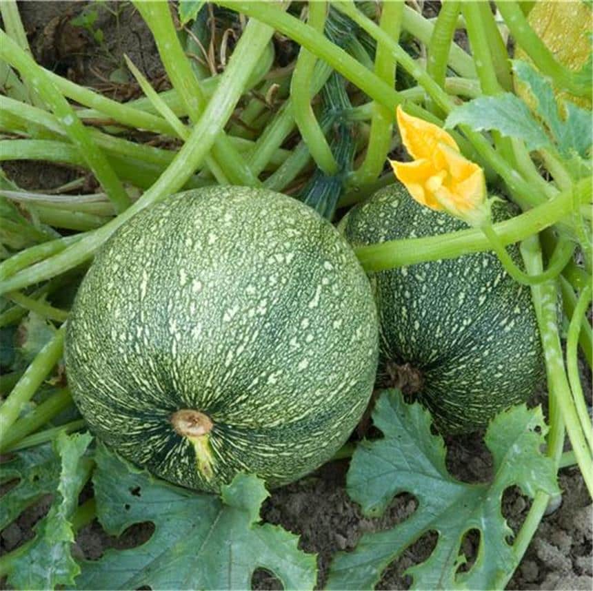 Graines Courgette de Nice à fruit rond bio – Ferme de Sainte Marthe 2