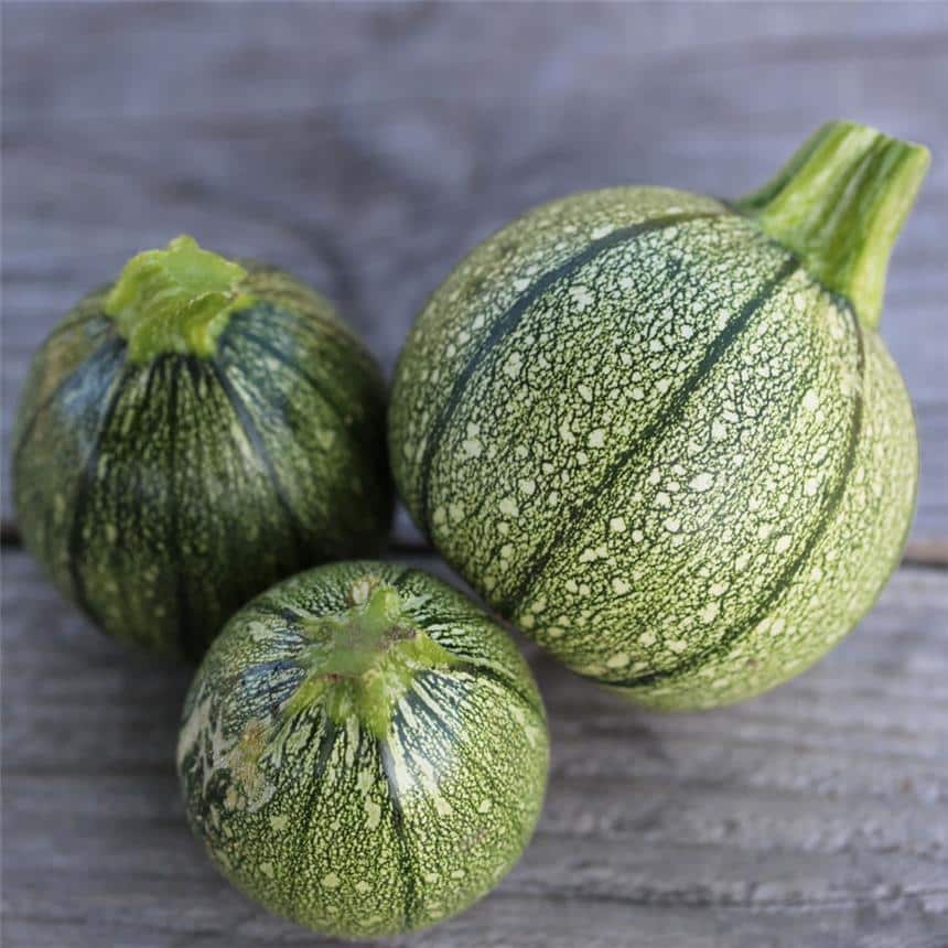 Graines Courgette de Nice à fruit rond bio – Ferme de Sainte Marthe