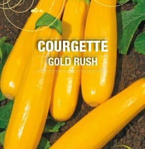Graines Courgette Gold Rush bio - Essembio