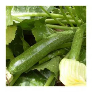 Graines Courgette Mutabile (Zuboda) bio - Les Semailles