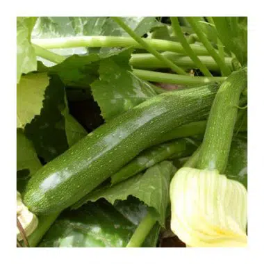 Graines Courgette Mutabile (Zuboda) bio - Les Semailles